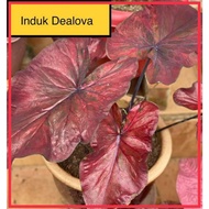 Pokok Keladi Dealova Caladium Red Rare Indoors Outdoors Plants Flower Bunga