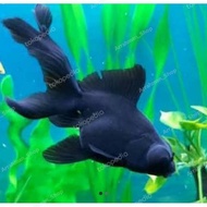 ikan hias koki buldog / ikan mas koki gendut buldog hiasan aquarium