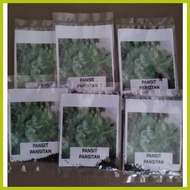 ━ ✧ ✥ Pansit pansitan seeds (approx 100 seeds)