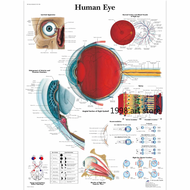 Medical Eye Anatomy Diseases Of The Eye Chart Ophthalmology Art Poster Canvas Painting Wall Print Pi