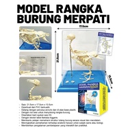 MODEL RANGKA HAIWAN (BURUNG MERPATI)