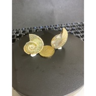 Ammonite fossil/ 斑彩螺化石