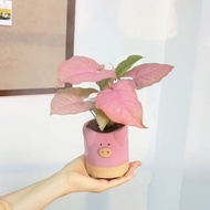 Pink Lady Pink Plant Potted Office Easy-to-Care Desktop Green Plant Flower Air Purification Radiatio