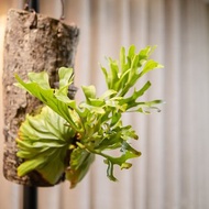 亞洲猴腦上板鹿角蕨樹型 禮物 賀禮 植栽 室內植物 觀葉雨林