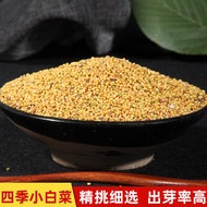Four Seasons Small Cabbage Seeds Small Cabbage Sprouts Boxwood Cabbage Seeds Soilless Cultivation Wh