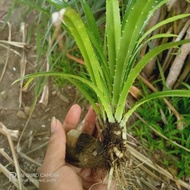 bibit pandan duri laut/bibit pandan duri tikar