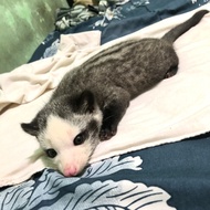 Musang mozaik
