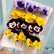 VIOLA FLOWER EDIBLE 20PCS