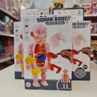 Human body model Simulation