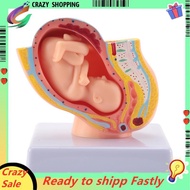 Human Pregnancy Fetal Development 9Th Month Embryonic Pelvic Model Fetus Foetus Pregnancy Anatomy of