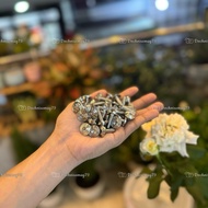 Salaya stainless steel snail 6ly1 6ly15 6ly2 Thai model V2