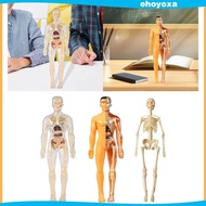 [Ehoyoxa] Human Body Model Display Interactive Model Body Organ Parts Realistic Human Teaching Toy f