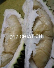 1 ANAK DURIAN D17 CHIAT CHI (COFFEE DURIAN) SUPER RARE (1 POKOK)