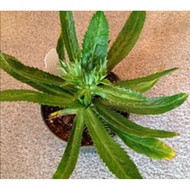 50 ++ biji benih KETUMBAR JAWA cilantro seed