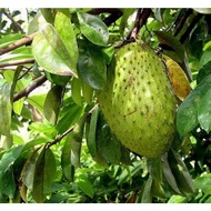 Benih durian belanda 3 biji buah besar pokok rendah