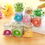 0512, Small Potted Plant, indoor hydroponic plants negative ion free seed