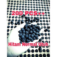 RUDRAKSHA HITAM ISI 200++ & 1000±± BUTIR SUDAH DI LUBANGI JENITRI HITAM MANIK HITAM