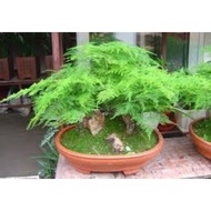 10 pcs Asparagus Fern Plumosus Seeds/Asparagus Setaceous seeds/ 文竹种子