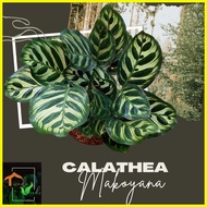 ♞,♘Calathea Makoyana Live Plants