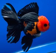 Tricolour Oranda Gred AAA Goldfish/Ornamental fish/Freshwater/Readystock