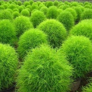 เมล็ดพันธุ์ Kochia Scoparia Seeds บอนไซ ต้นไม้ ต้นไม้มงคล ต้นไม้ฟอกอากาศ ต้นไม้ประดับ ไม้ประดับ ต้นไ