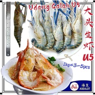 Big Head River Shrimp U5 | UDANG GALAH U5 | 大头生虾 U5 (1Kg = 3-5pcs)