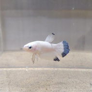 Ikan Cupang Blue Rim Jantan (SESUAI FOTO)
