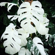 Terlaris! Bibit Bonggol Monstera Albino Devil Monster King Varigata