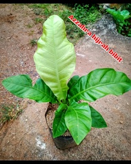 tanaman hias Anthurium Hokeri