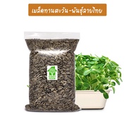 เมล็ดต้นอ่อนทานตะวัน ลายไทย เมล็ดพันธุ์ผักออแกร์นิก Microgreen เมล็ดสำหรับเพาะต้นอ่อนพร้อมปลูก เมล็ด