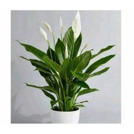 Peace lily spatuphilum ornamental plant peace lily air purifying plant/