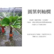 心栽花坊-圓葉刺軸櫚/1呎5盆/觀葉植物/室內植物/綠化植物/售價3500特價3000