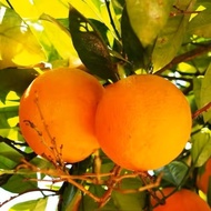 [Dhyana] 100% ORANGE SWEET essential oil