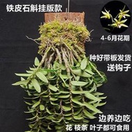 鐵皮石斛苗浙江3年室內陽臺綠植❀盆景可食用外貿速賣通