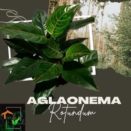 Aglaonema Rotundum Live Plants