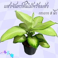 ต้นแสงจันทร์ทรา ต้นไม้มงคล เสริมดวง ต้นไม้ฟอกอากาศ ต้นไม้จัดสวน ต้นไม้แต่งบ้าน มินิมอล กระถาง 8 นิ้ว