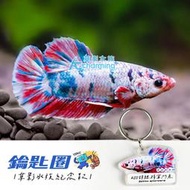 【AC草影】KOI錦鯉將軍鬥魚 鑰匙圈 【一個】心靈補給 文青 鑰匙圈 裝飾