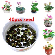 LOCAL READY STOCK 20pcs/bag Lotus Lily Bonsai Seed Garden Hobby Multiple Colors Flower Seeds Mini Lotus Seeds Malaysia Fast Grow Bonsai Seed Benih Bunga Teratai Water Plant Seed Biji Benih Pokok Bunga Pokok Bonsai Hidup Air Plants Live