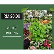 Pokok Mint @ Pokok Pudina