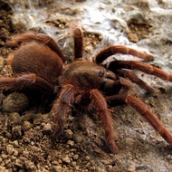 selenocosmia javanensis tarantula juve sedang