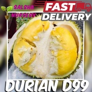 💥🔥 Pokok DURIAN D99 KOP KECIL pokok durian berbuah cepat