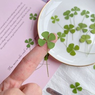 【Worth-Buy】 24pcs/lot Dried Flower Natural Pressed Four Leaf Clover For Epoxy Resin Pendant Jewelry Making Craft Diy Nail Art Accessories