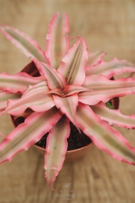 The Plant Project  Cryptanthus Pink 姬凤梨粉 pokok pink Bromeliad merah jambu