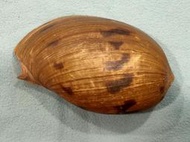 【忠實第紫雲軒】椰子渦螺Melo melo (長約17.5cm，帶殼皮，俗稱斑點椰子螺、木瓜螺，土產海螺，保存良好，自然