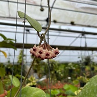 Hoya carnosa (L.f.) R.Br. Hanging (0.5m), Free 7L Potting Soil, Free 250g Chicken Fertiliser