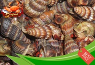 Siput Sedut / Sea Snail - 1kg/pkt