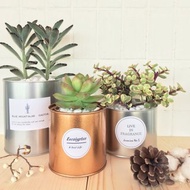 (盆栽) 多肉香氛 Succulent Fragrance