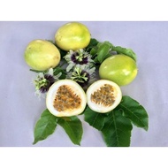 Pokok Markisa (Panama Gold Passion Fruit Tree)