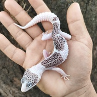 leopard Gecko female super pied