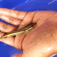 NEW BIBIT IKAN GABUS TOMAN UK 9-10 CM